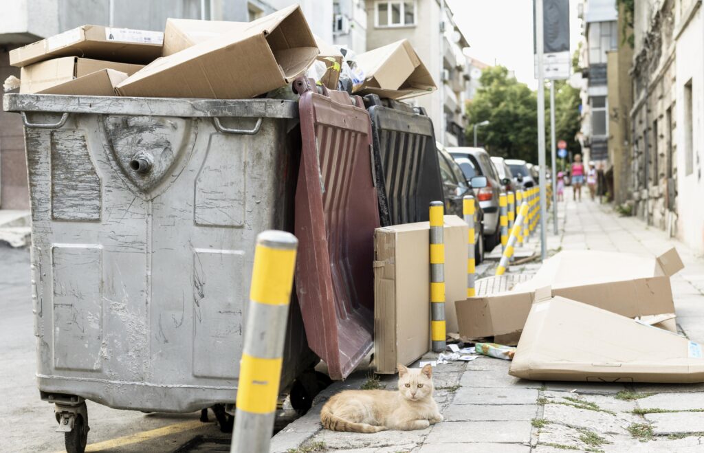 A street scene featuring an overflowing grey dumpster packed with cardboard boxes on the left, with brown and black barriers leaning against it. More cardboard boxes are scattered on the sidewalk. In the lower right foreground, a light orange tabby cat lies on the sidewalk looking toward the viewer.