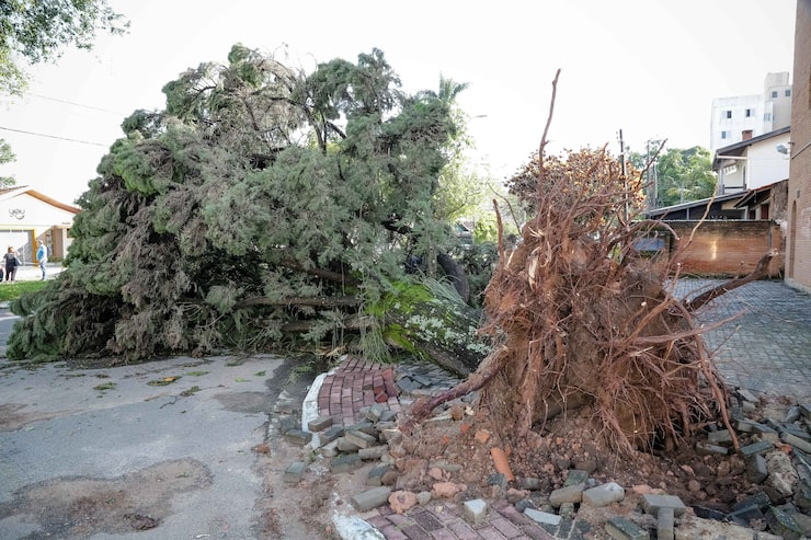 Debris Cleanup Services: Fast, Safe, and Professional Cleanup Services for Any Property 5 Debris Cleanup Services